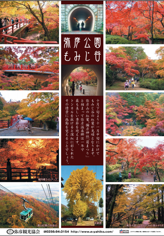 「弥彦公園もみじ谷」11月最盛期もみじ谷・紅葉の様子