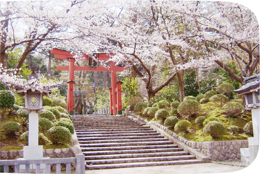 Yahiko’s cherry trees and wildflowers