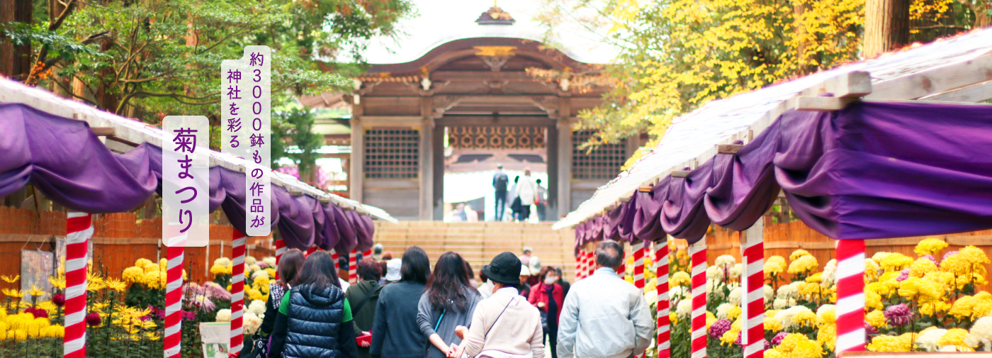 約3000鉢もの作品が神社を彩る 菊まつり