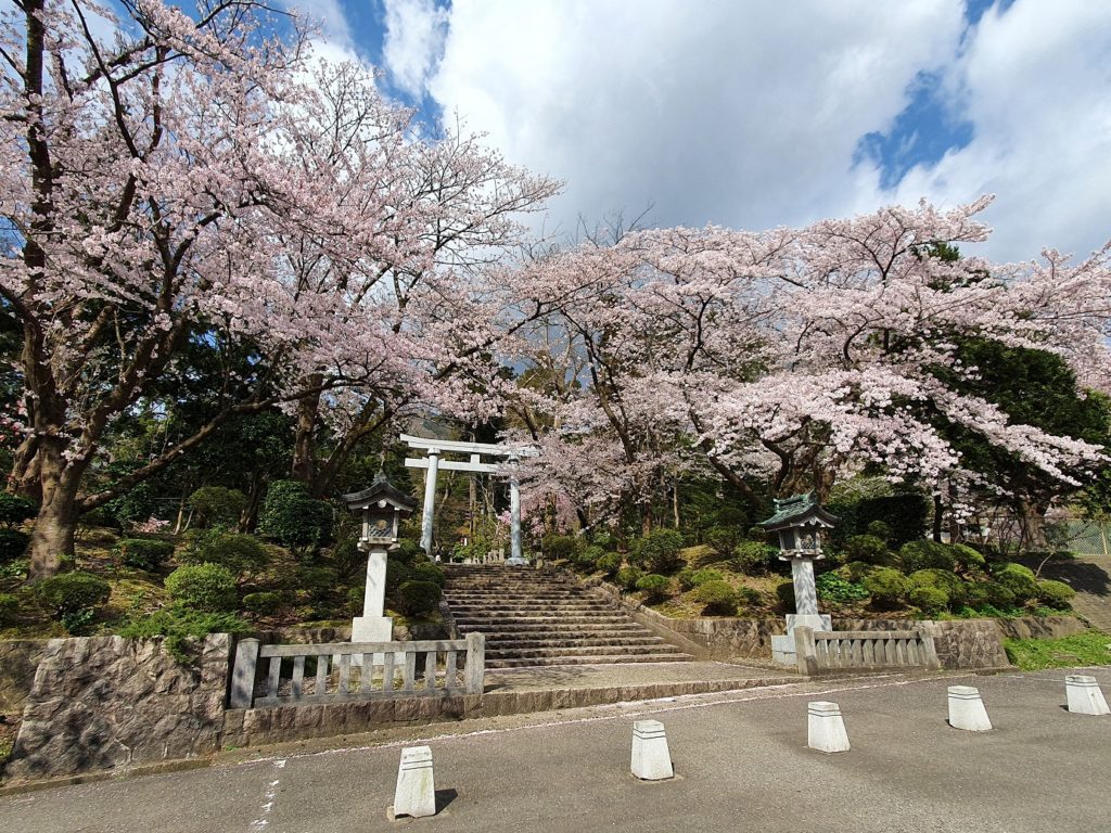 彌彦神社桜苑