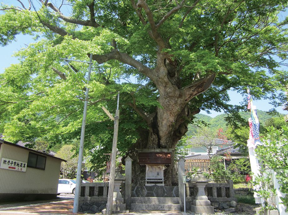 蛸ケヤキ・住吉神社
