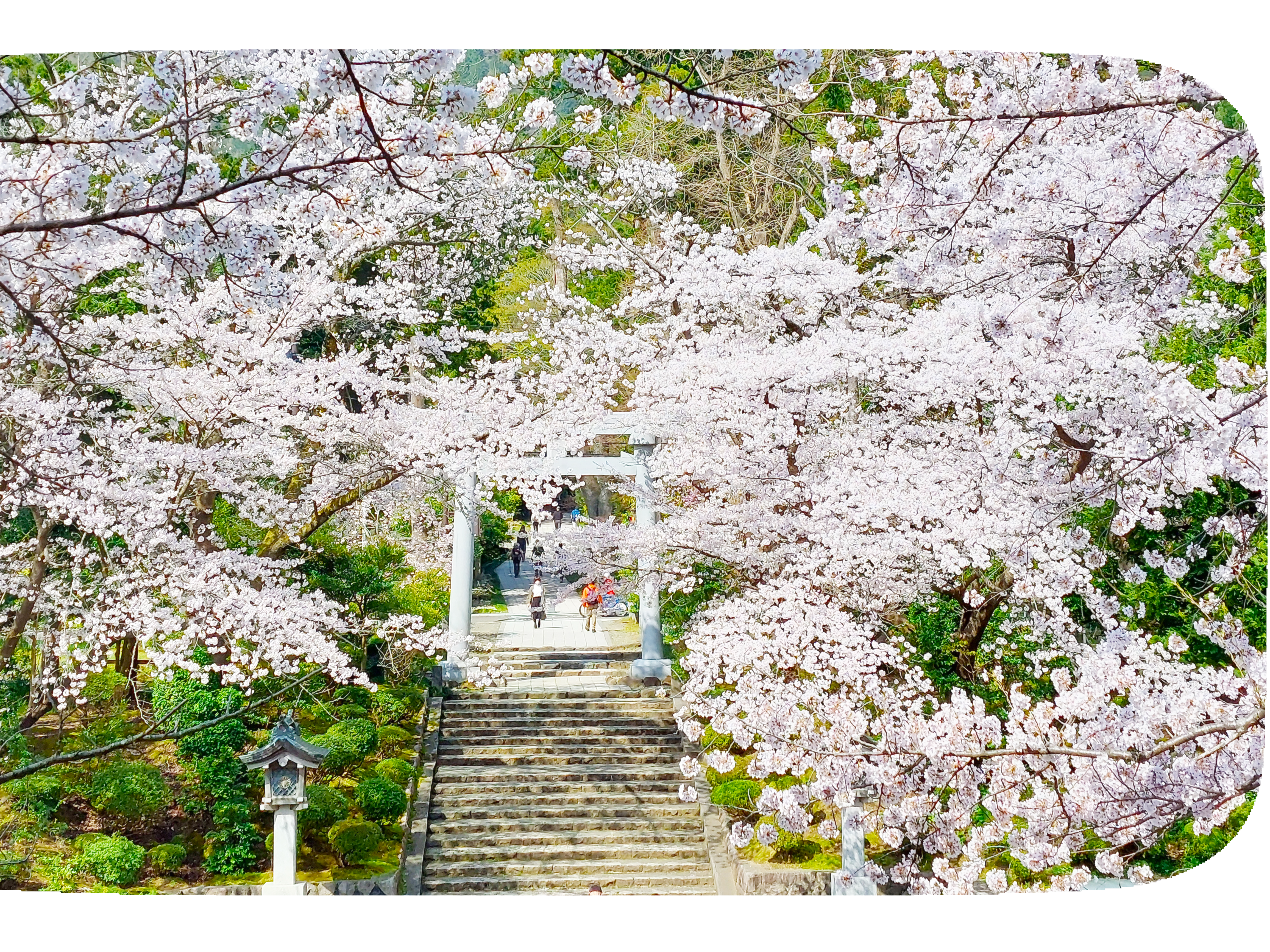 Yahiko’s cherry trees and wildflowers