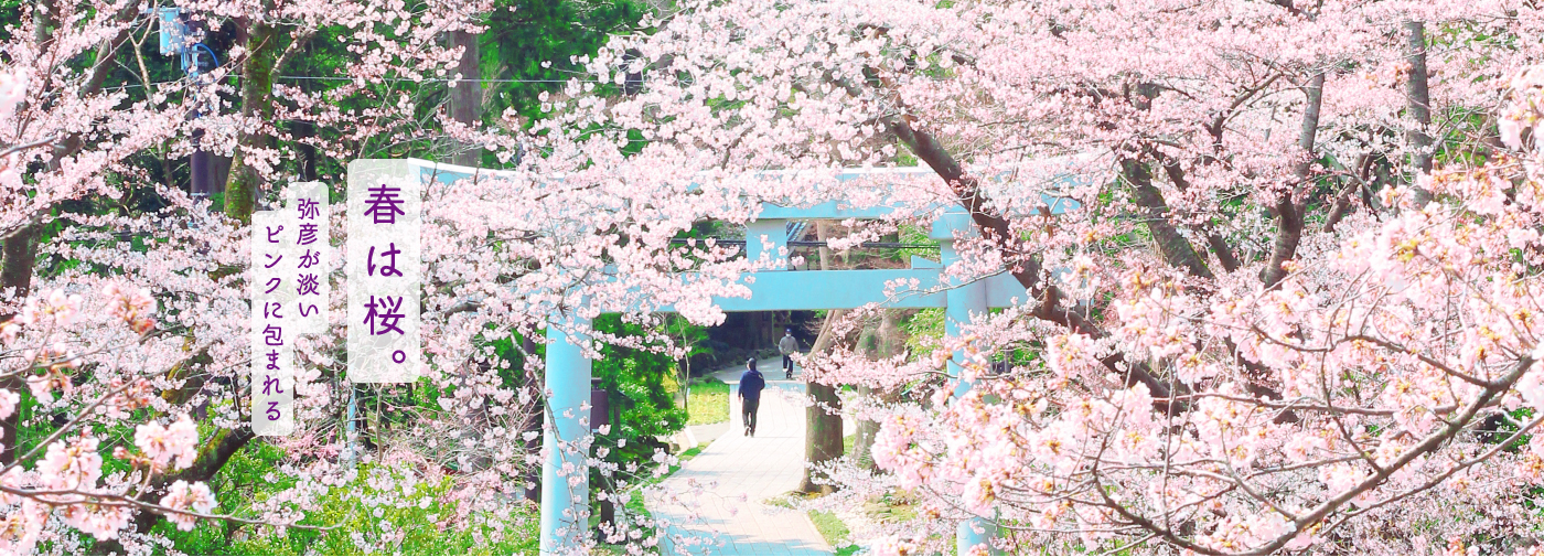 春は桜。弥彦が淡いピンクに包まれる
